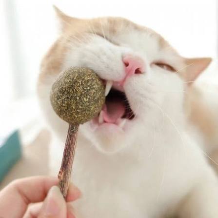 PALETA CATNIP