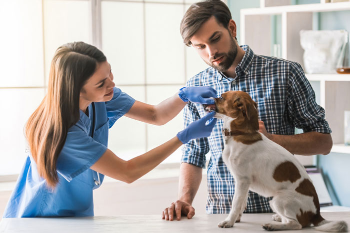 Veterinaria