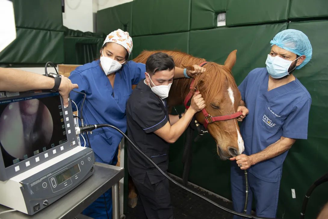 Veterinaria